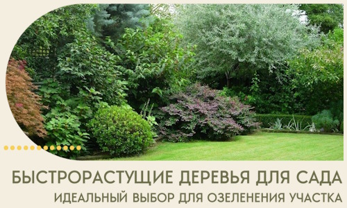 Быстрорастущие деревья для сада идеальный выбор в Балакове