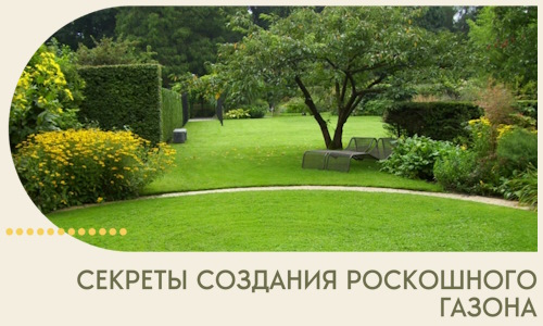 Секреты создания роскошного газона в Балакове
